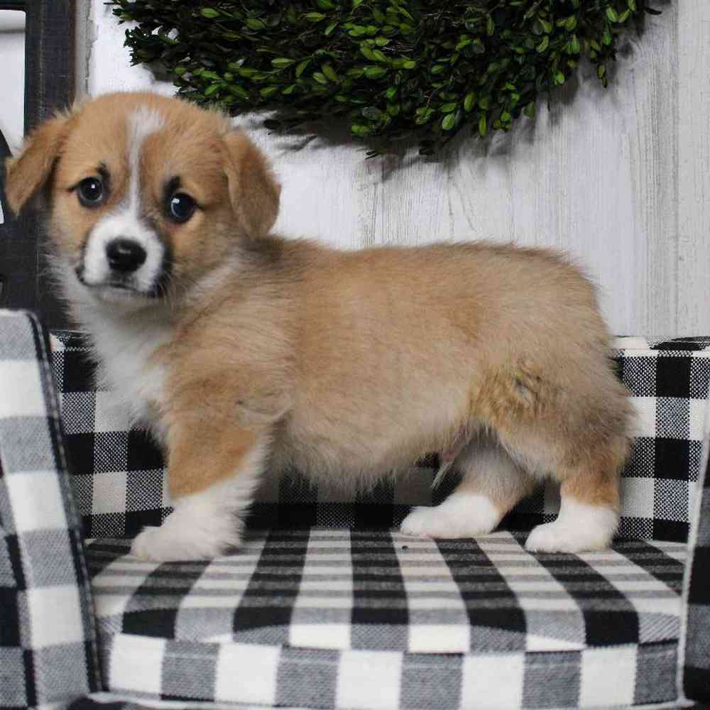carousel pet images