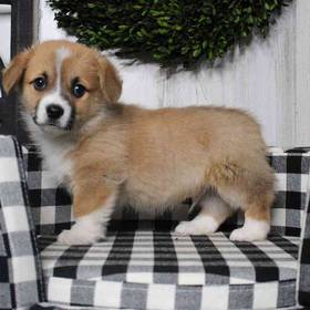 Pembroke Welsh Corgi