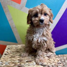 Cavapoo