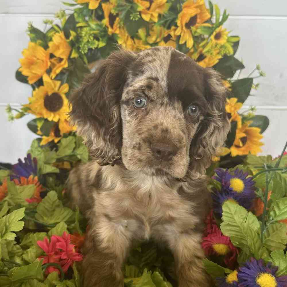 Male Cocker Spaniel Puppy for Sale in Rogers, AR