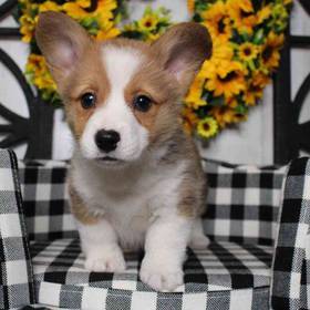 Pembroke Welsh Corgi