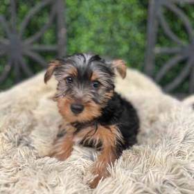 Yorkie