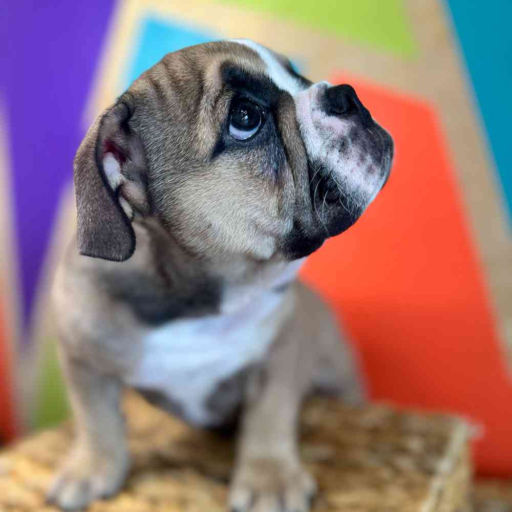 carousel pet images