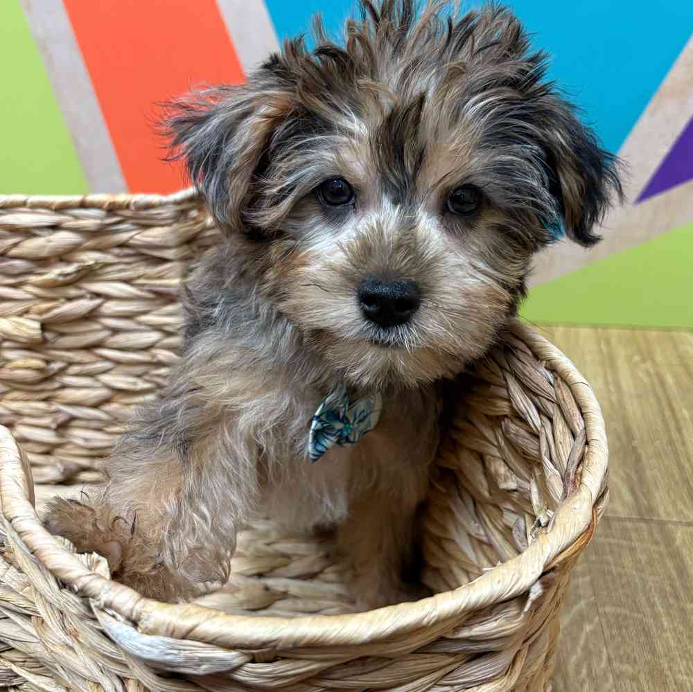 carousel pet images