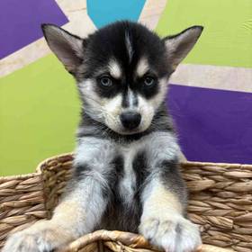 Alaskan Klee Kai