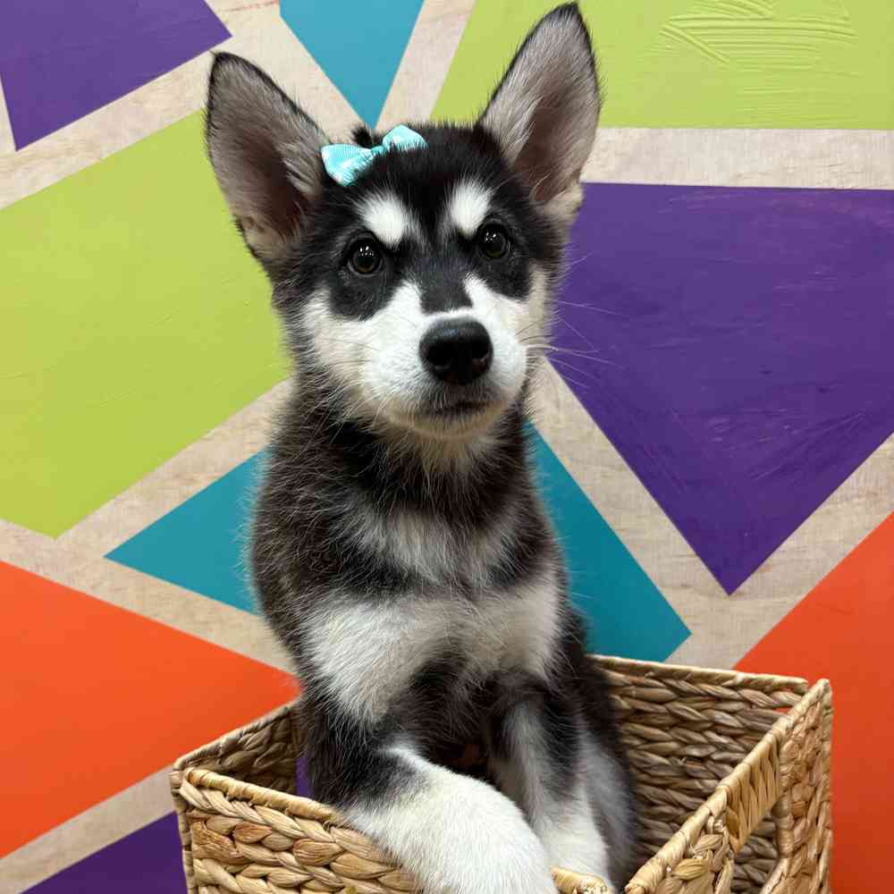 carousel pet images