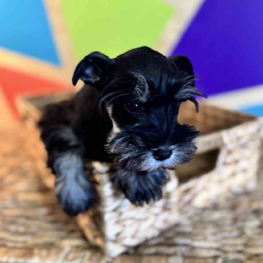 carousel pet images