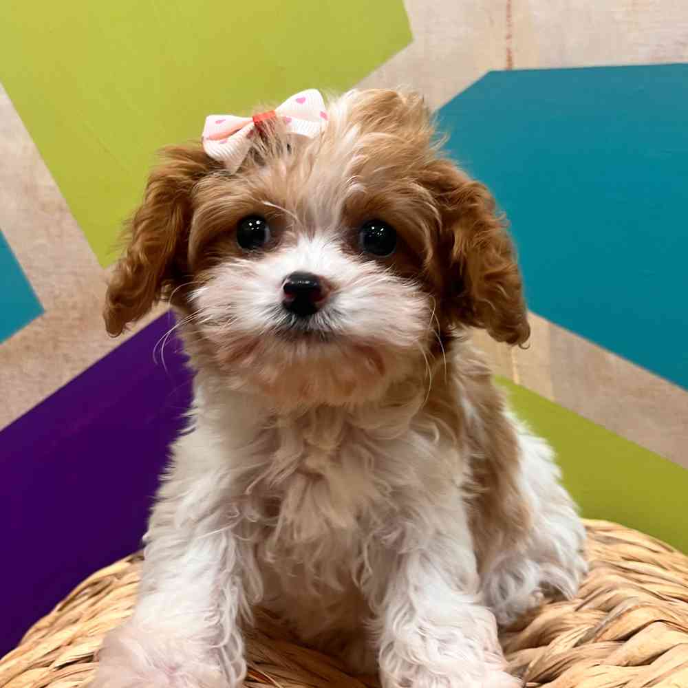 carousel pet images