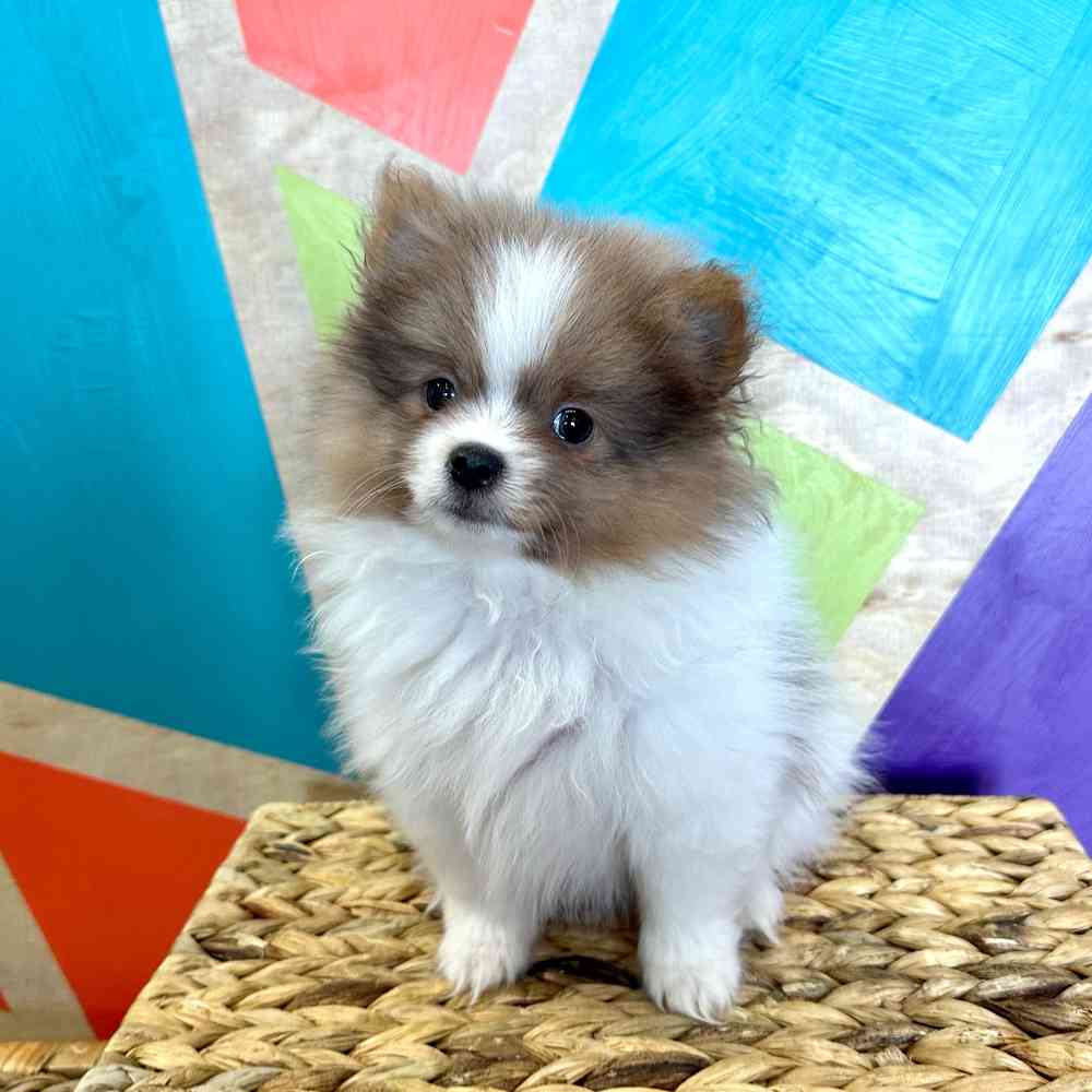 carousel pet images