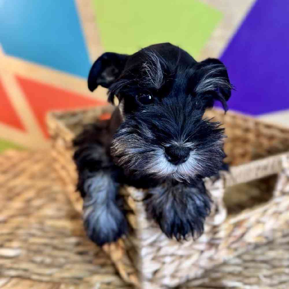 carousel pet images