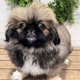 Pekingese