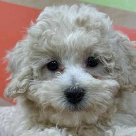 BichonPoo