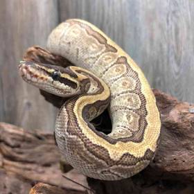 Enchi Mohave Pinstripe Ball Python