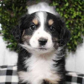 Mini Aussie