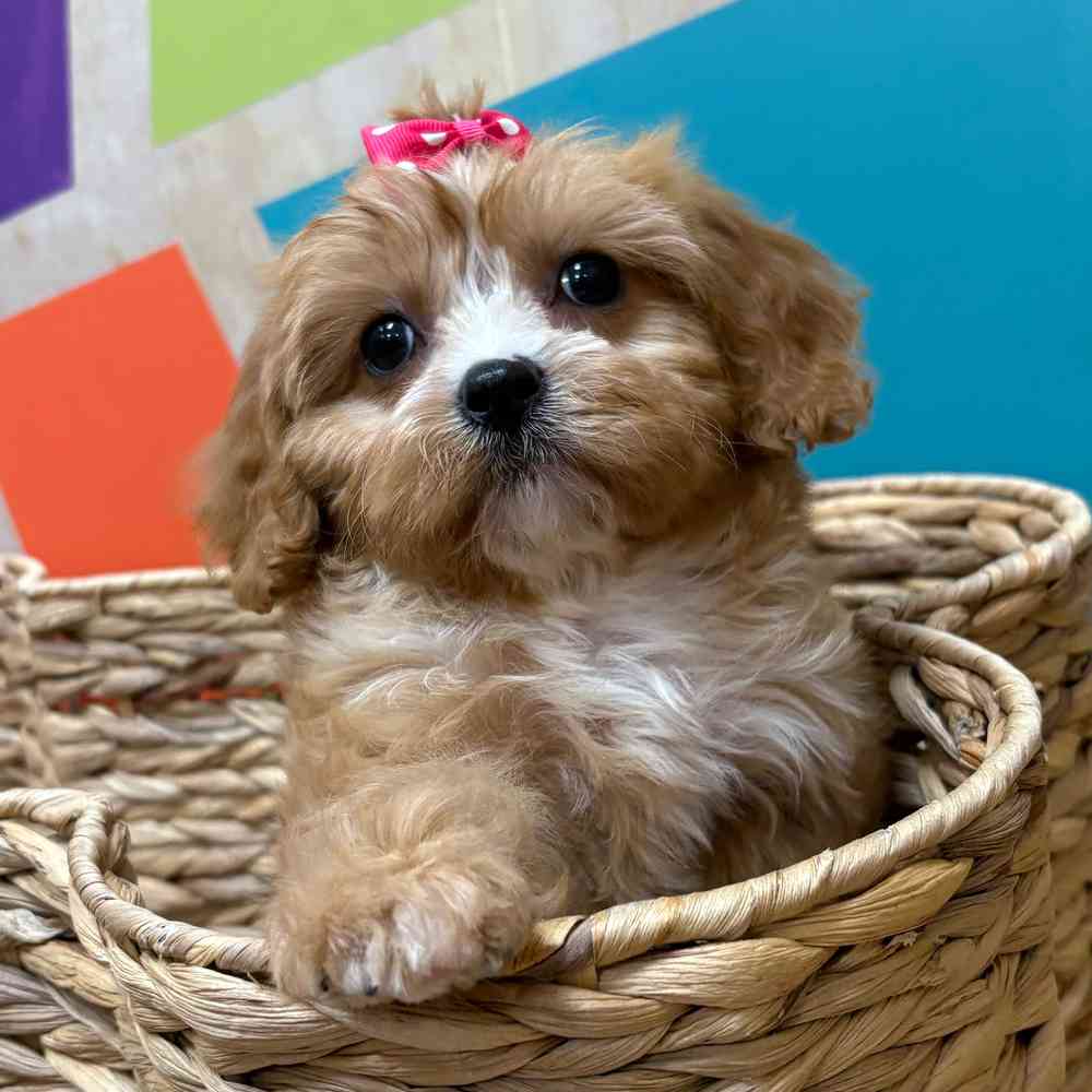 carousel pet images