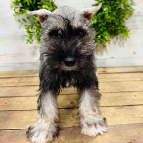 Mini Schnauzer