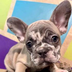 French Bulldog