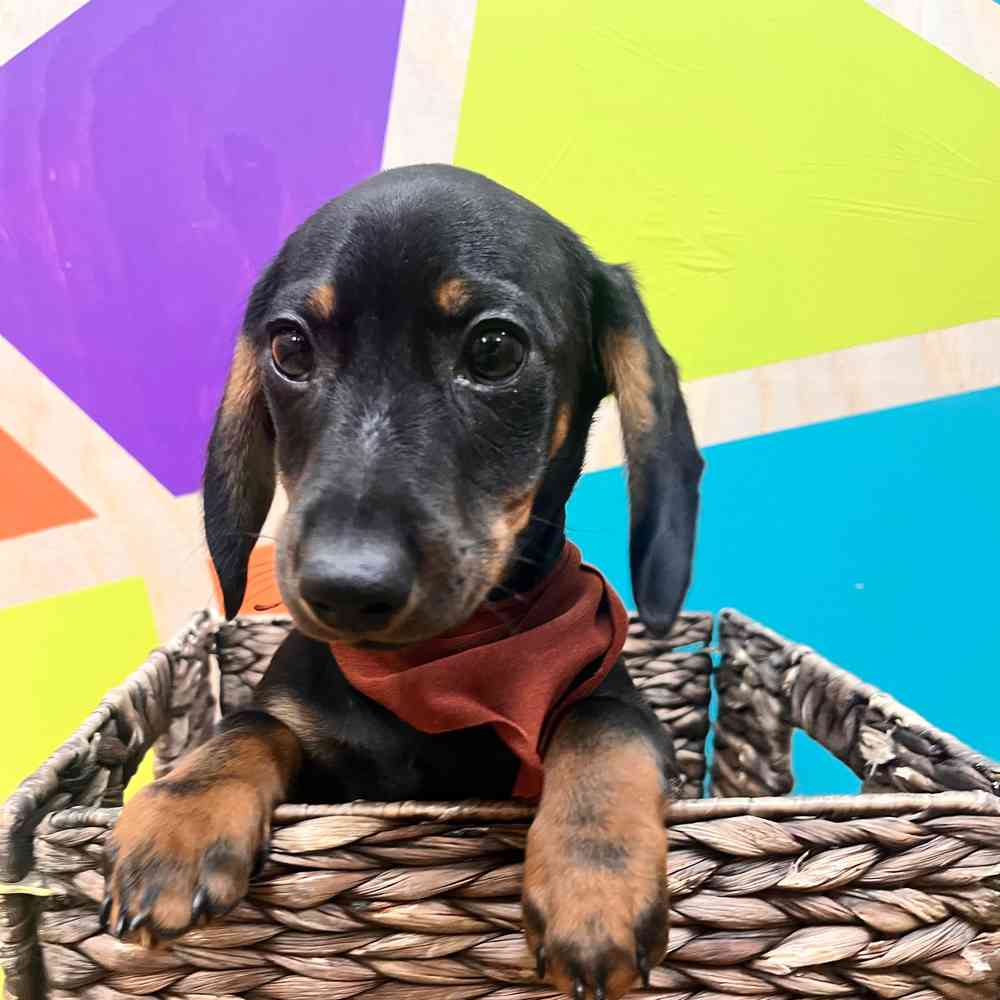 Image of a pet breed in the gallery