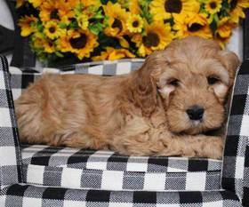 Mini Goldendoodle