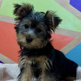 Silky Terrier