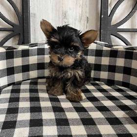 Yorkie