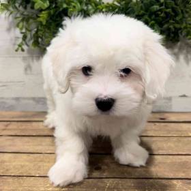 Coton De Tulear