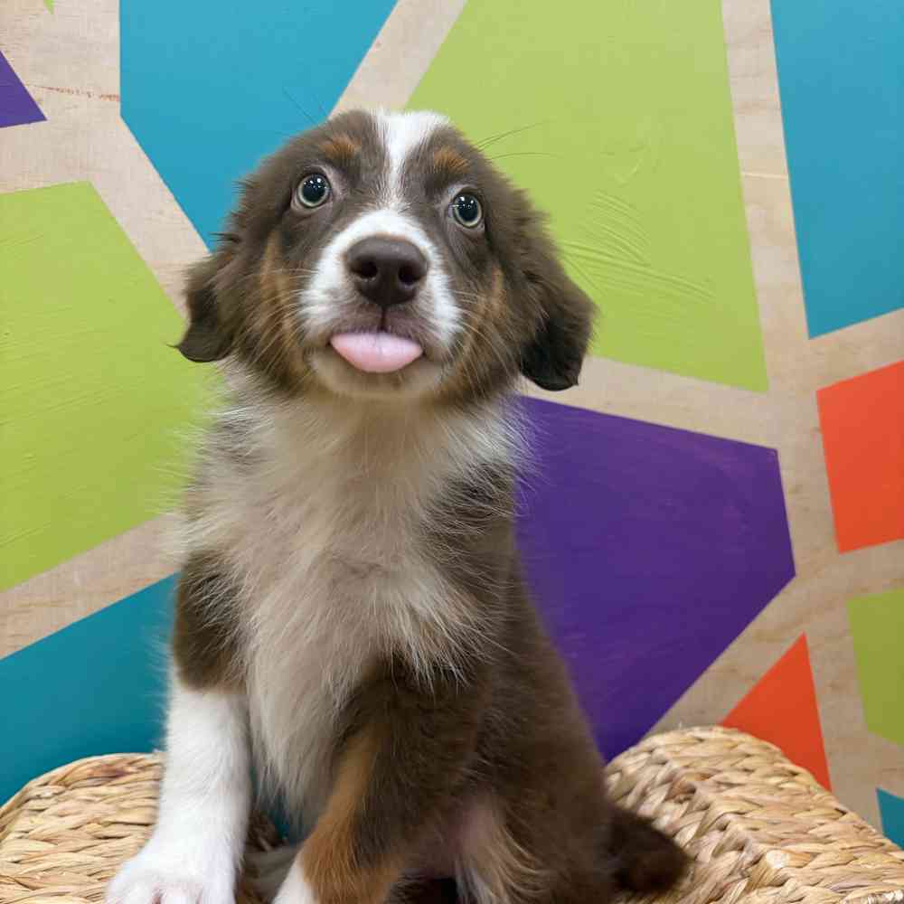 carousel pet images