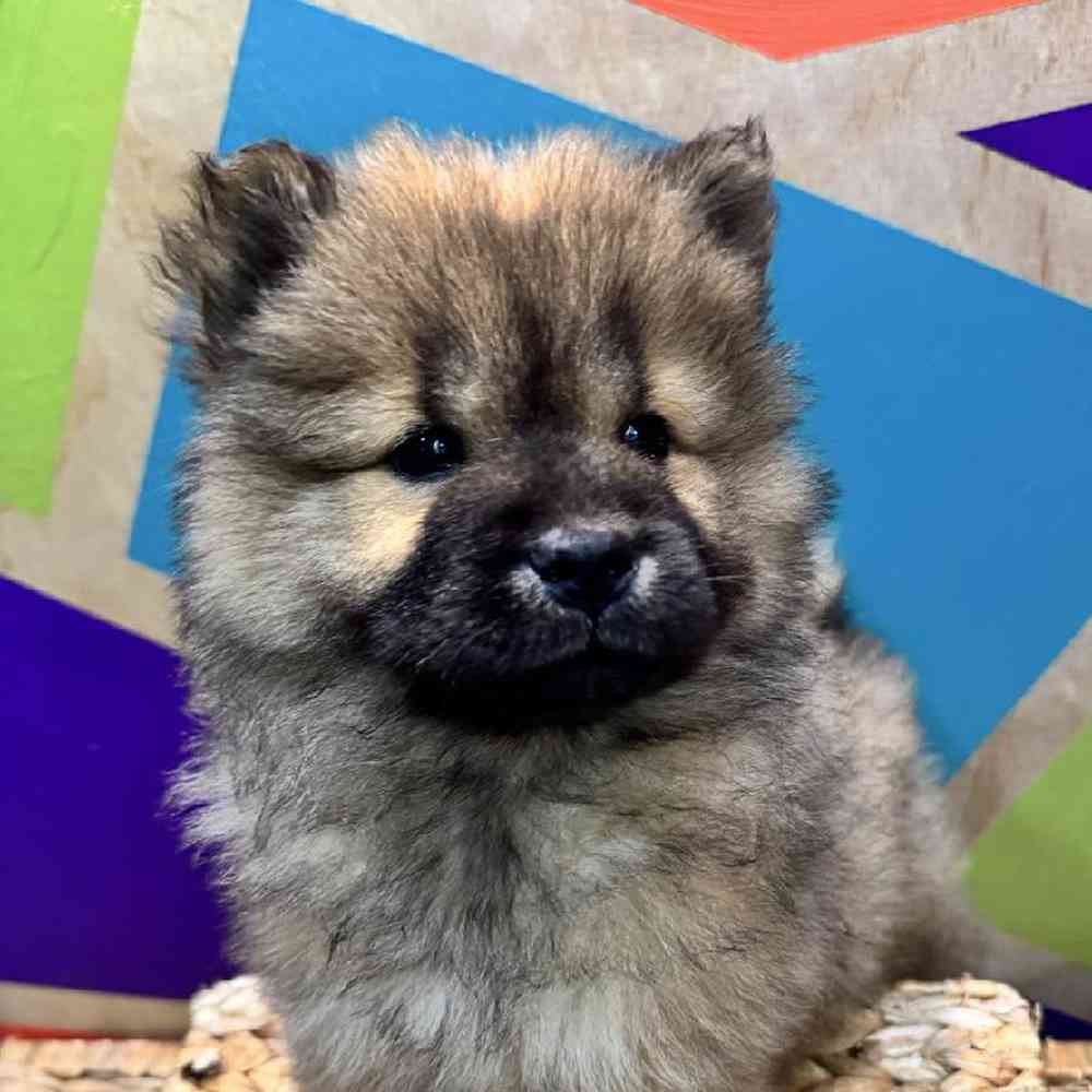 carousel pet images