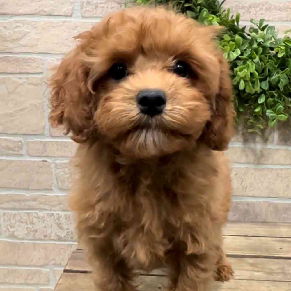 carousel pet images