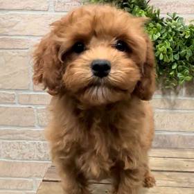 Cavapoo
