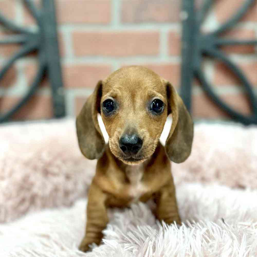 Information on Mini Dachshund Puppies for Sale in Rogers, Arkansas