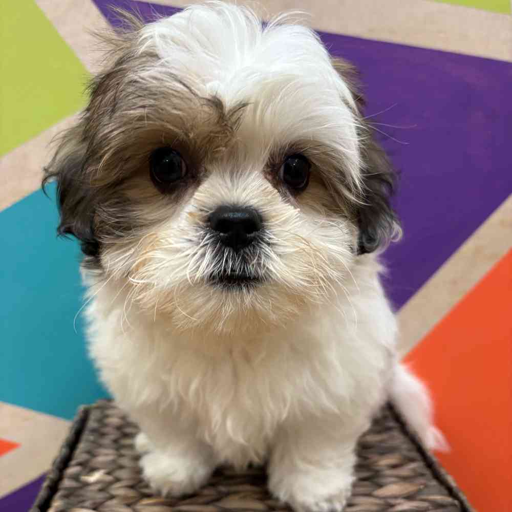 carousel pet images