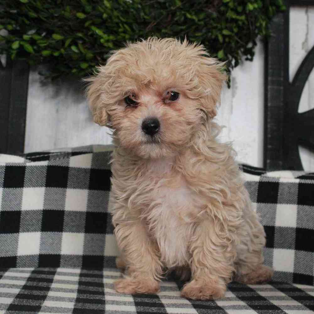 Female Maltipoo Puppy for sale