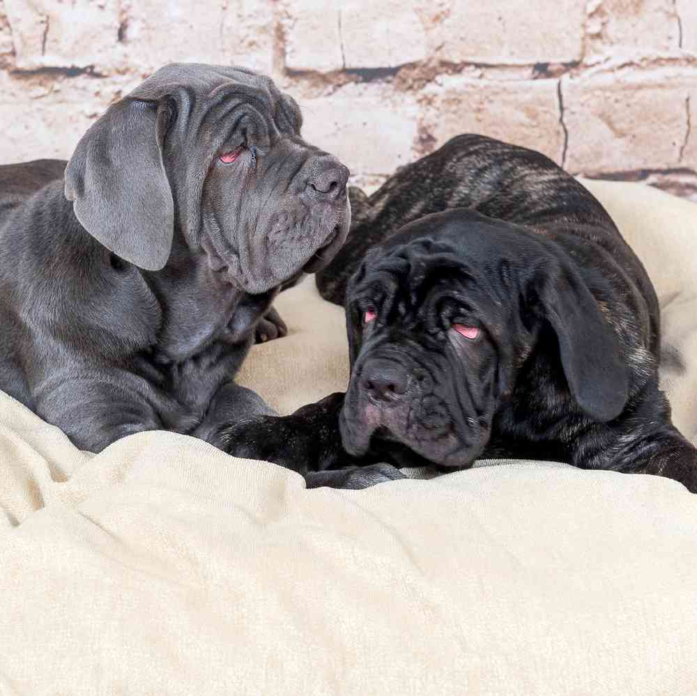 Information on Neopolitan Mastiff Puppies for Sale in Rogers Arkansas