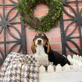Beagle