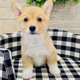 Pembroke Welsh Corgi