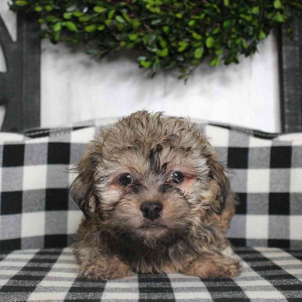 Male Havanese Puppy for sale