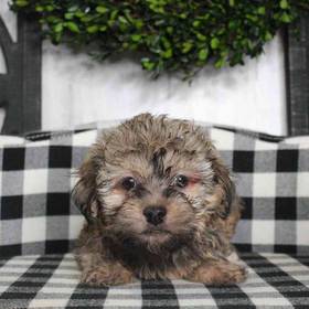 Havanese