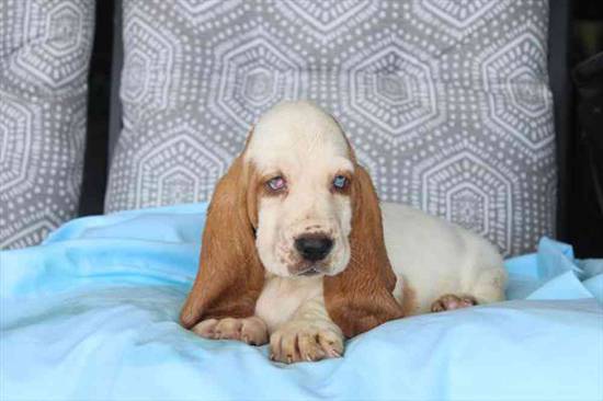 Basset Hound