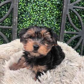 Yorkie