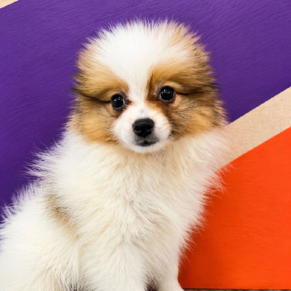 Male Pomeranian Puppy for Sale in Rogers, AR