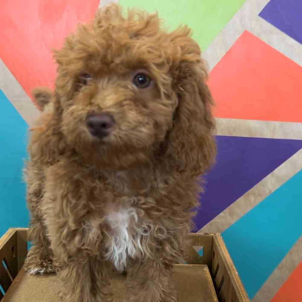 Image of a pet breed in the gallery