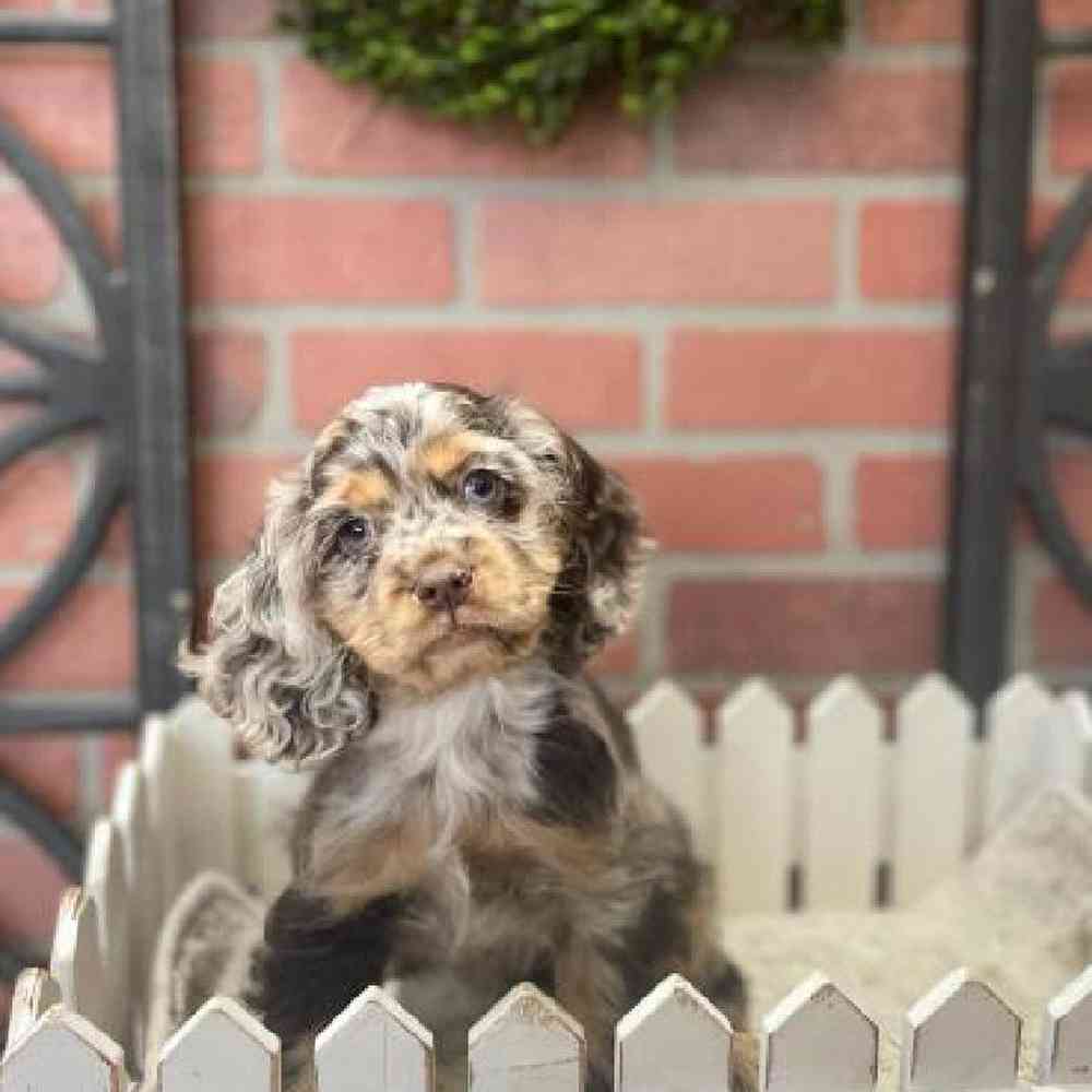 Female Cocker Spaniel Puppy for Sale in Joplin, MO