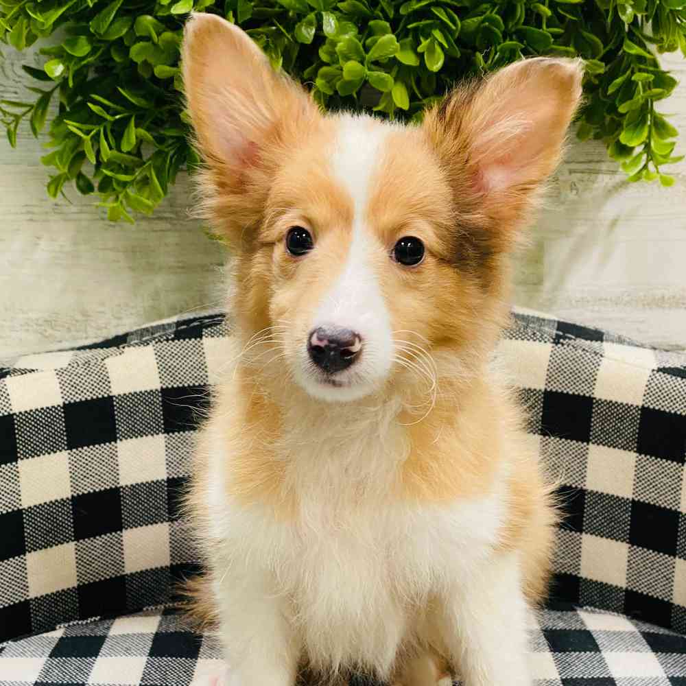 carousel pet images