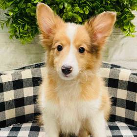 Sheltie