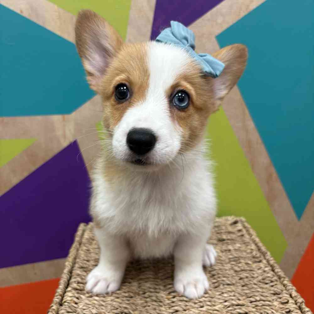 carousel pet images