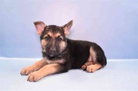 German Shepherd