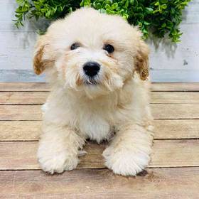 Cavachon