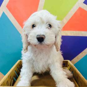 Cockapoo