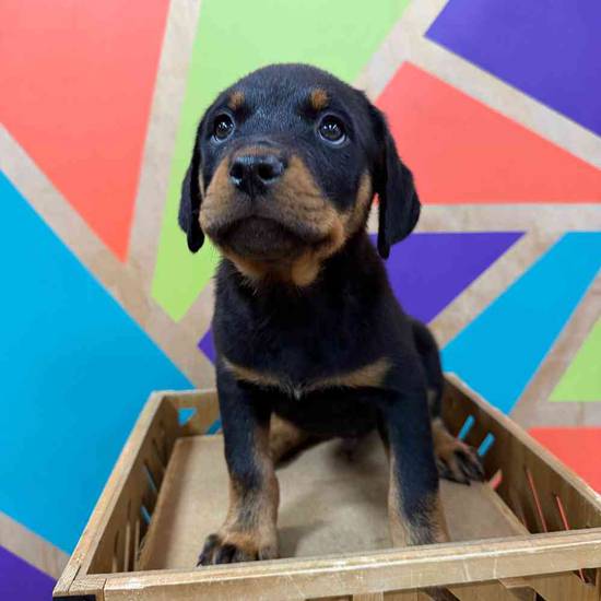 Roscoe